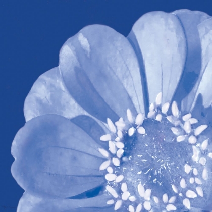Picture of FLOWER POP BLUE I