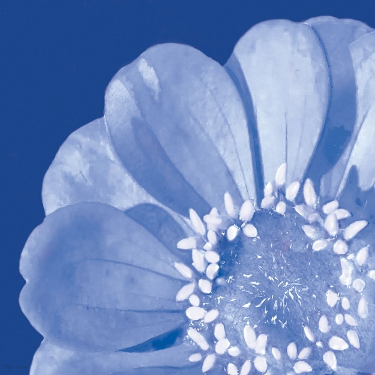 Picture of FLOWER POP BLUE I