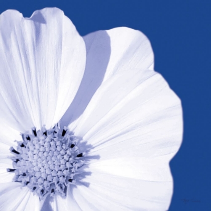 Picture of FLOWER POP BLUE III