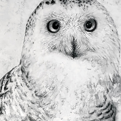 Picture of PORTRAIT OF A SNOWY OWL