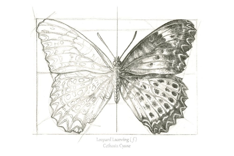 Picture of BUTTERFLY SKETCH LANDSCAPE II