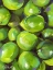 Picture of TROPICAL LIMES