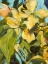 Picture of GOLDEN FLORAL