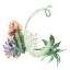 Picture of WATERCOLOR SUCCULENT MONOGRAM C