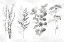 Picture of INDIGO BOTANICALS LANDSCAPE NEUTRAL