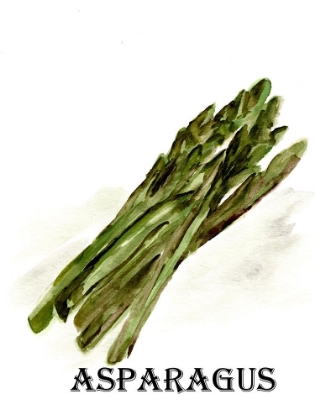 Picture of VEGGIE SKETCH  I-ASPARAGUS