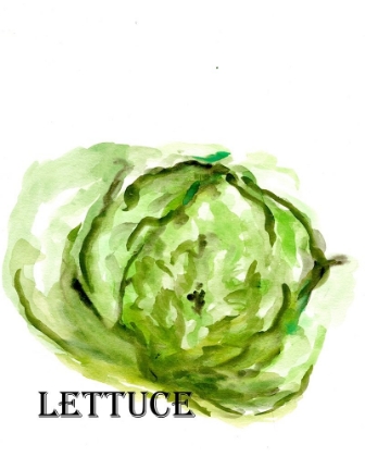 Picture of VEGGIE SKETCH  IX-LETTUCE