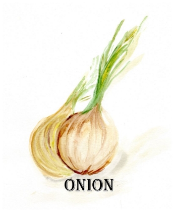 Picture of VEGGIE SKETCH X-ONION