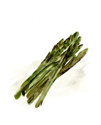 Picture of VEGGIE SKETCH PLAIN  I-ASPARAGUS