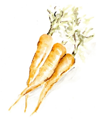 Picture of VEGGIE SKETCH PLAIN  V-CARROTS