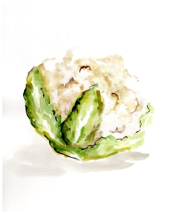 Picture of VEGGIE SKETCH PLAIN  VI-CAULIFLOWER