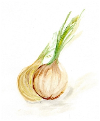 Picture of VEGGIE SKETCH PLAIN  X-ONION