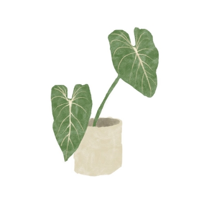Picture of PHILODENDRON GLORIOSUM I