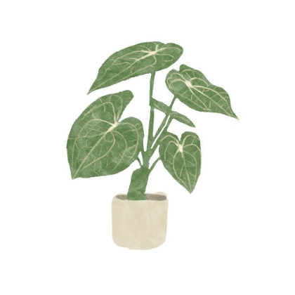 Picture of PHILODENDRON GLORIOSUM II