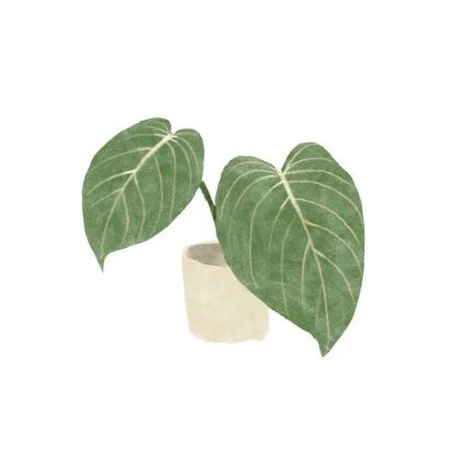 Picture of PHILODENDRON GLORIOSUM III