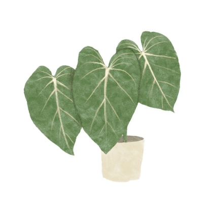 Picture of PHILODENDRON GLORIOSUM IV