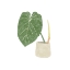 Picture of PHILODENDRON GLORIOSUM V