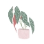Picture of POLKA DOT BEGONIA IV