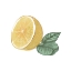 Picture of CITRUS LIMON IV