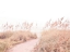 Picture of WALK  THROUGH THE GRASSES