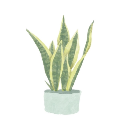 Picture of SNAKE  PLANT III
