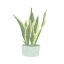 Picture of SNAKE  PLANT III