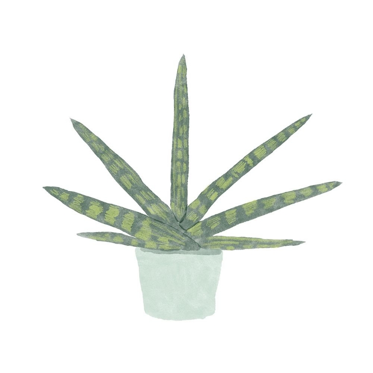 Picture of SNAKE  PLANT V