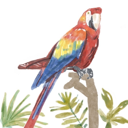 Picture of TROPICAL  PARROT