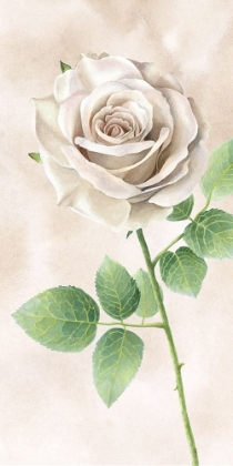Picture of IVORY  ROSES PANEL II