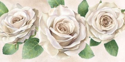 Picture of IVORY  ROSES LANDSCAPE II