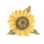 Picture of SINGLE  SUNFLOWER I