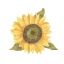Picture of SINGLE  SUNFLOWER I