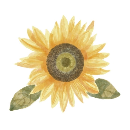 Picture of SINGLE  SUNFLOWER II