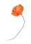 Picture of SOLO  POPPY RED III