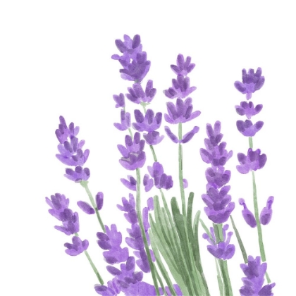 Picture of WILDFLOWER  GROUP II