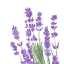 Picture of WILDFLOWER  GROUP II
