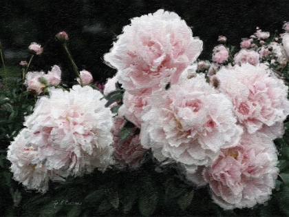 Picture of PEONY  POETRY I