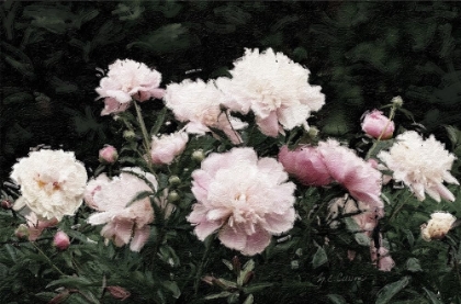 Picture of PEONY  POETRY II