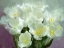 Picture of SUNLIT  TULIPS