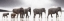 Picture of ELEPHANT  MIRAGE