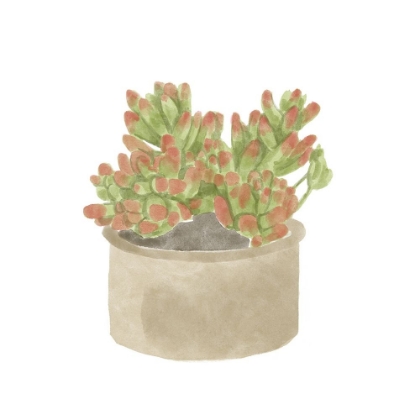 Picture of SIMPLE SUCCULENT I