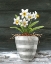 Picture of FARMHOUSE GARDEN II-WHITE DAFFODILS