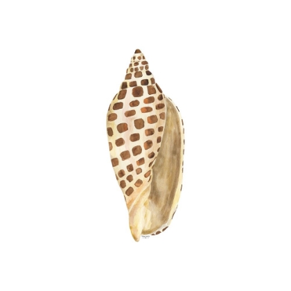 Picture of OCEANUM SHELLS WHITE II-JUNONIA