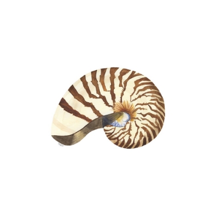 Picture of OCEANUM SHELLS WHITE III-NAUTILUS