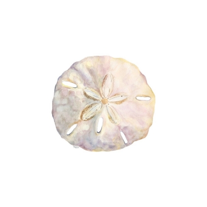 Picture of OCEANUM SHELLS WHITE IV-SAND DOLLAR