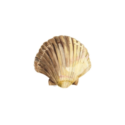 Picture of OCEANUM SHELLS WHITE V-SCALLOP