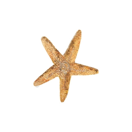 Picture of OCEANUM SHELLS WHITE VI-SEA STAR