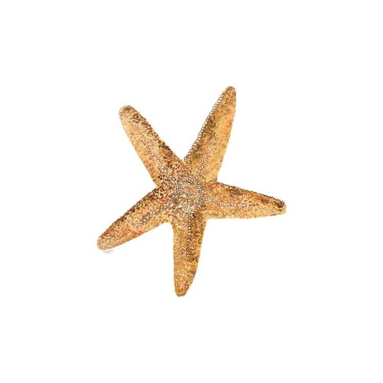 Picture of OCEANUM SHELLS WHITE VI-SEA STAR