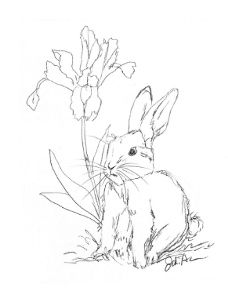 Picture of BUNNY  SKETCH IRIS