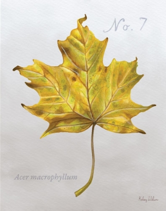 Picture of AUTUMN  LEAVES ON GRAY II-MAPLE 2